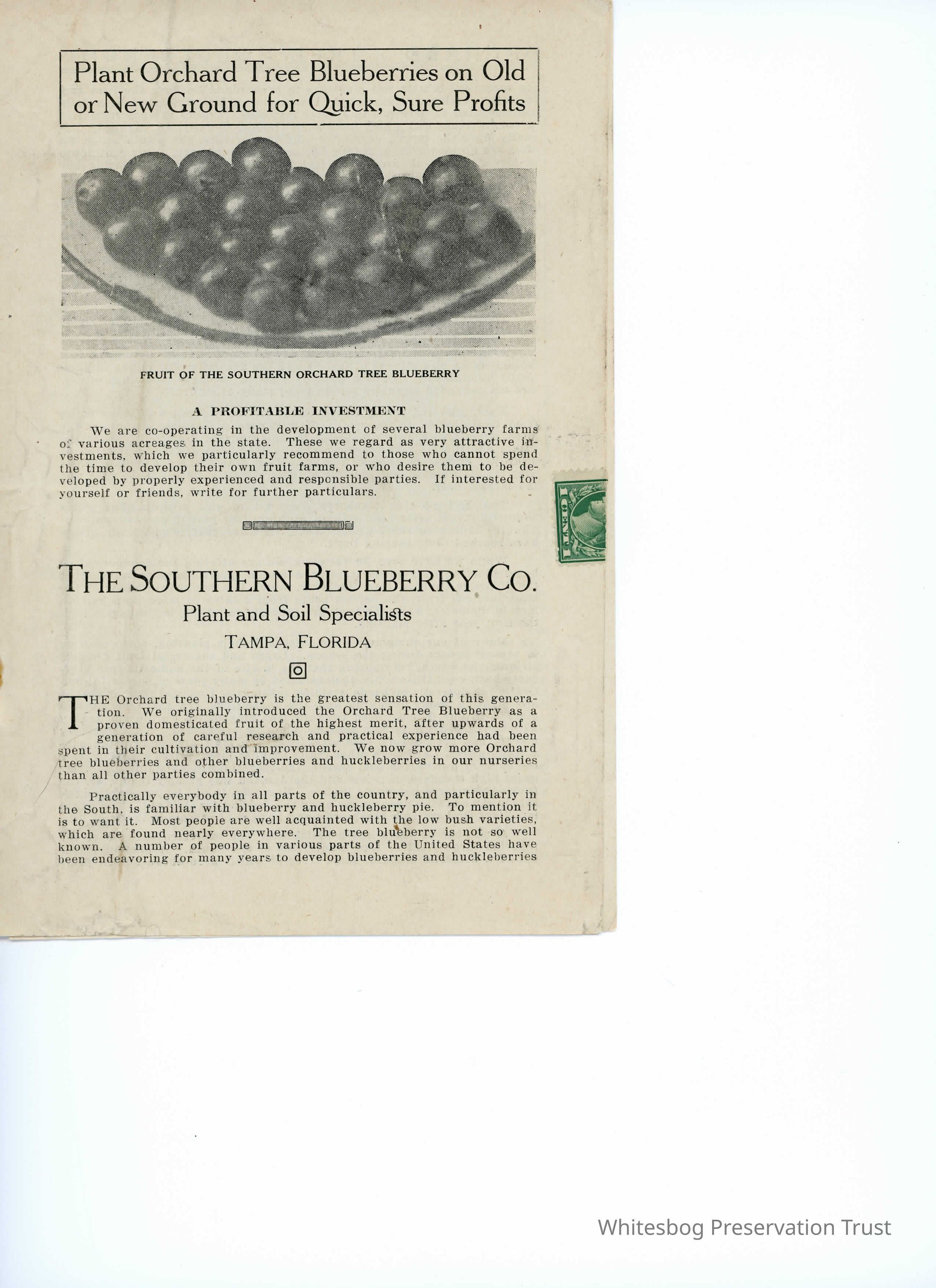          The Southern Blueberry Co. picture number 1
   