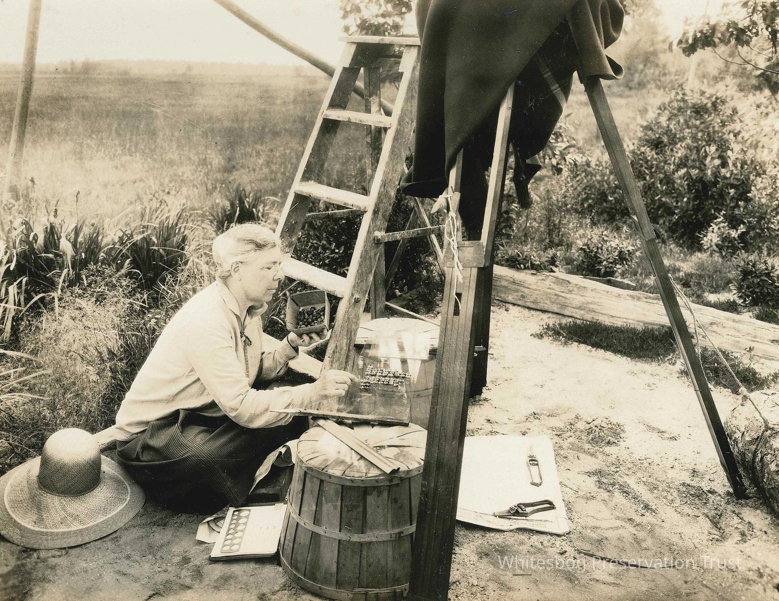 Blueberry Culture Photographs