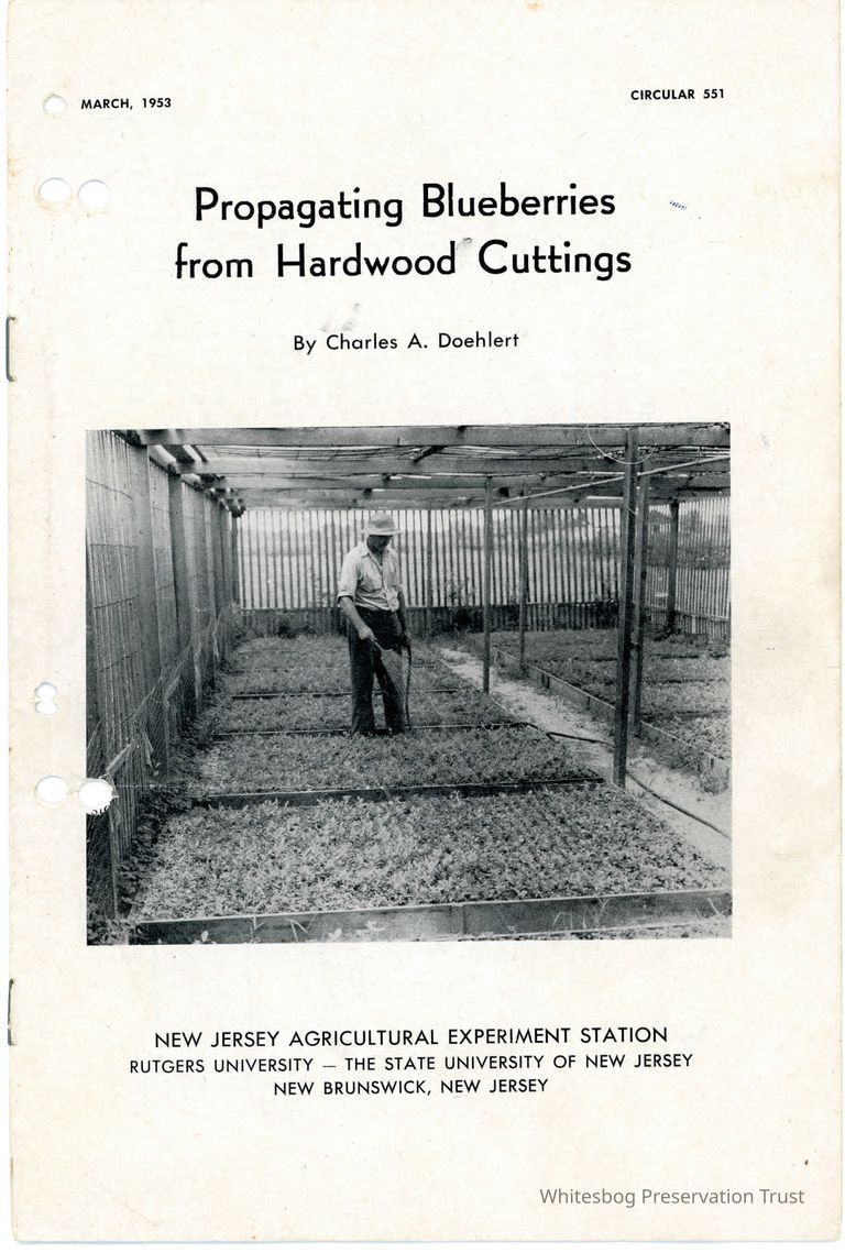          Propagating Blueberries From Hardwood Cuttings picture number 1
   