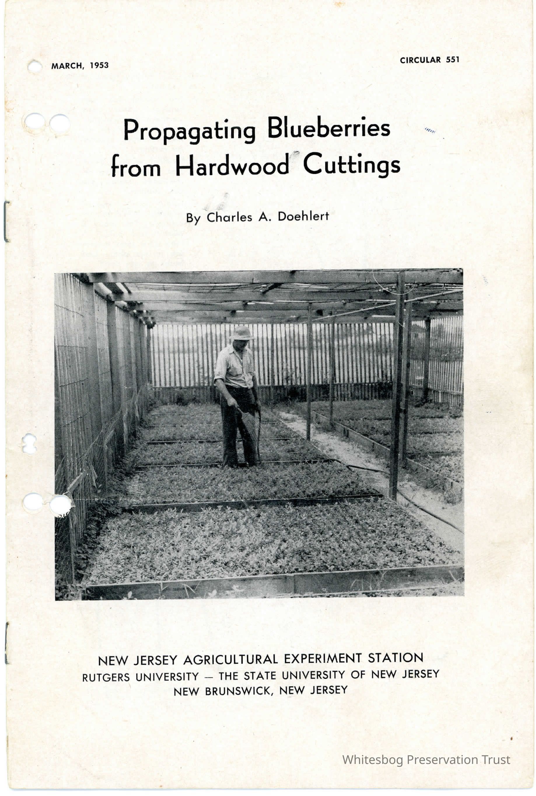          Propagating Blueberries From Hardwood Cuttings picture number 1
   