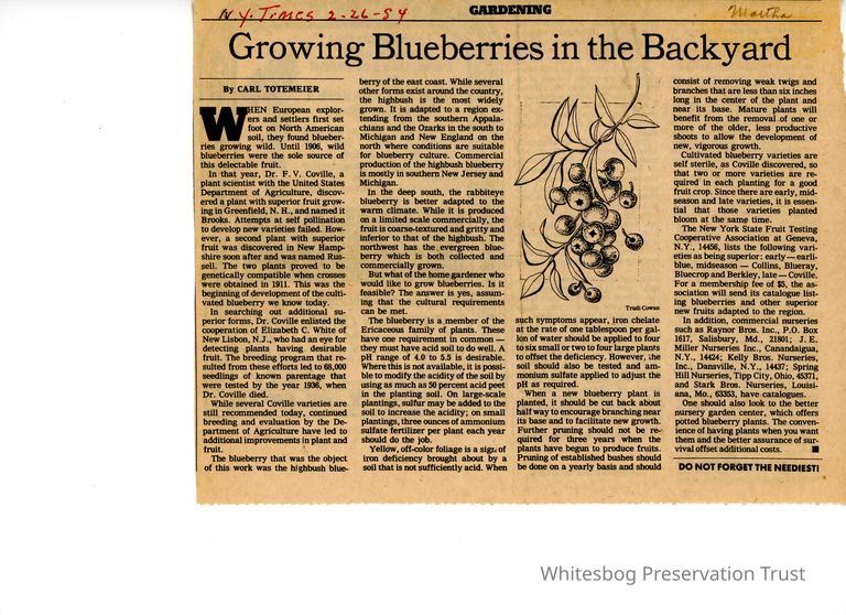          Growing Blueberries In The Backyard picture number 1
   