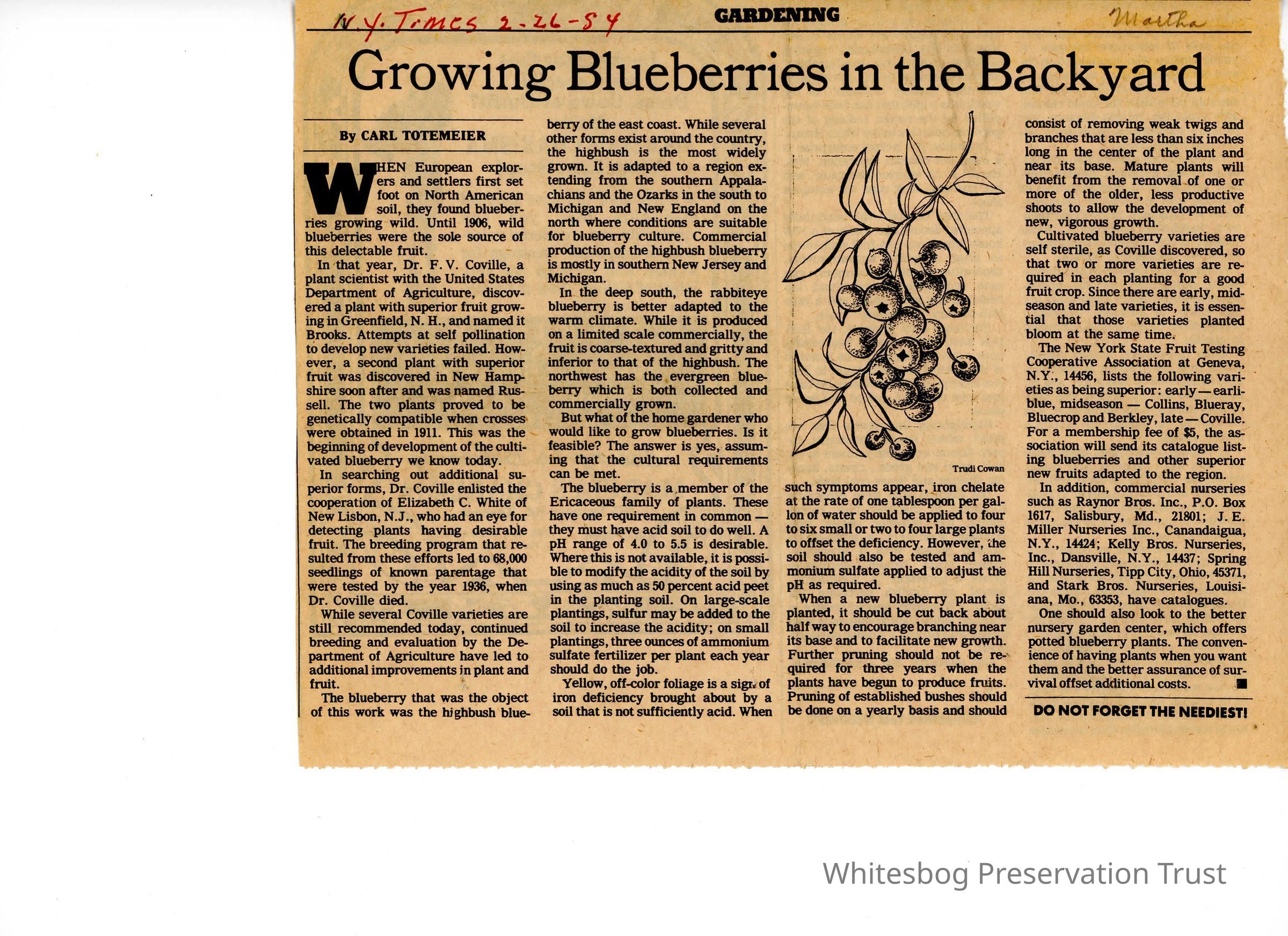          Growing Blueberries In The Backyard picture number 1
   