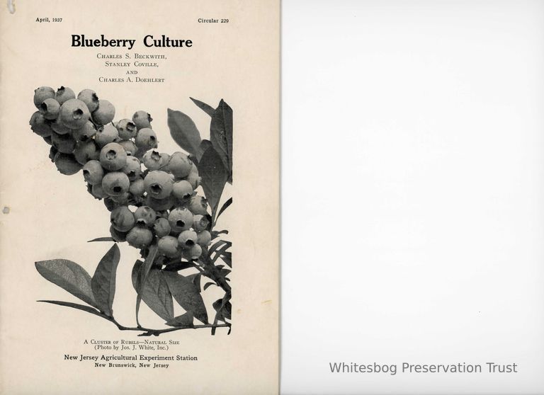          Blueberry Culture:C229 picture number 1
   