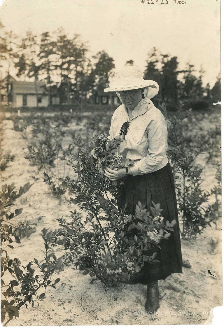          Miss White Examining a Blueberry Bush
   