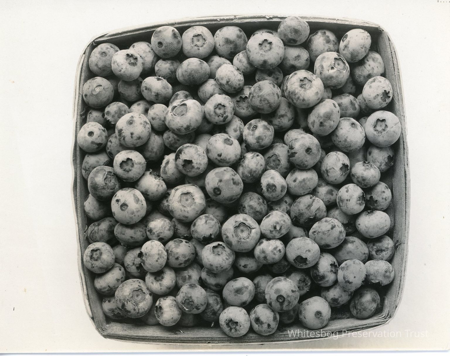 2025.8 - Iris Marie Coville Thompson Ortner collection