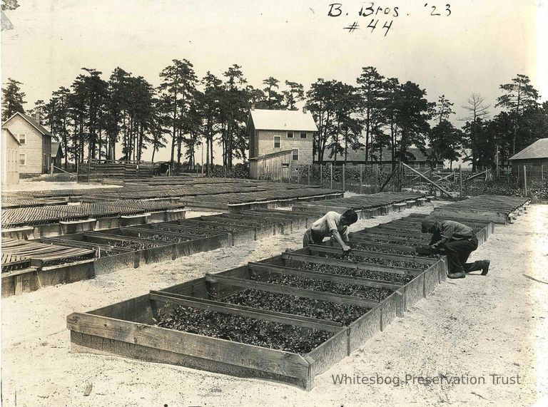          Blueberry Plants in Outdoor Propagating Frames
   