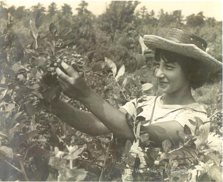          Young Girl Hand Picking Blueberries
   