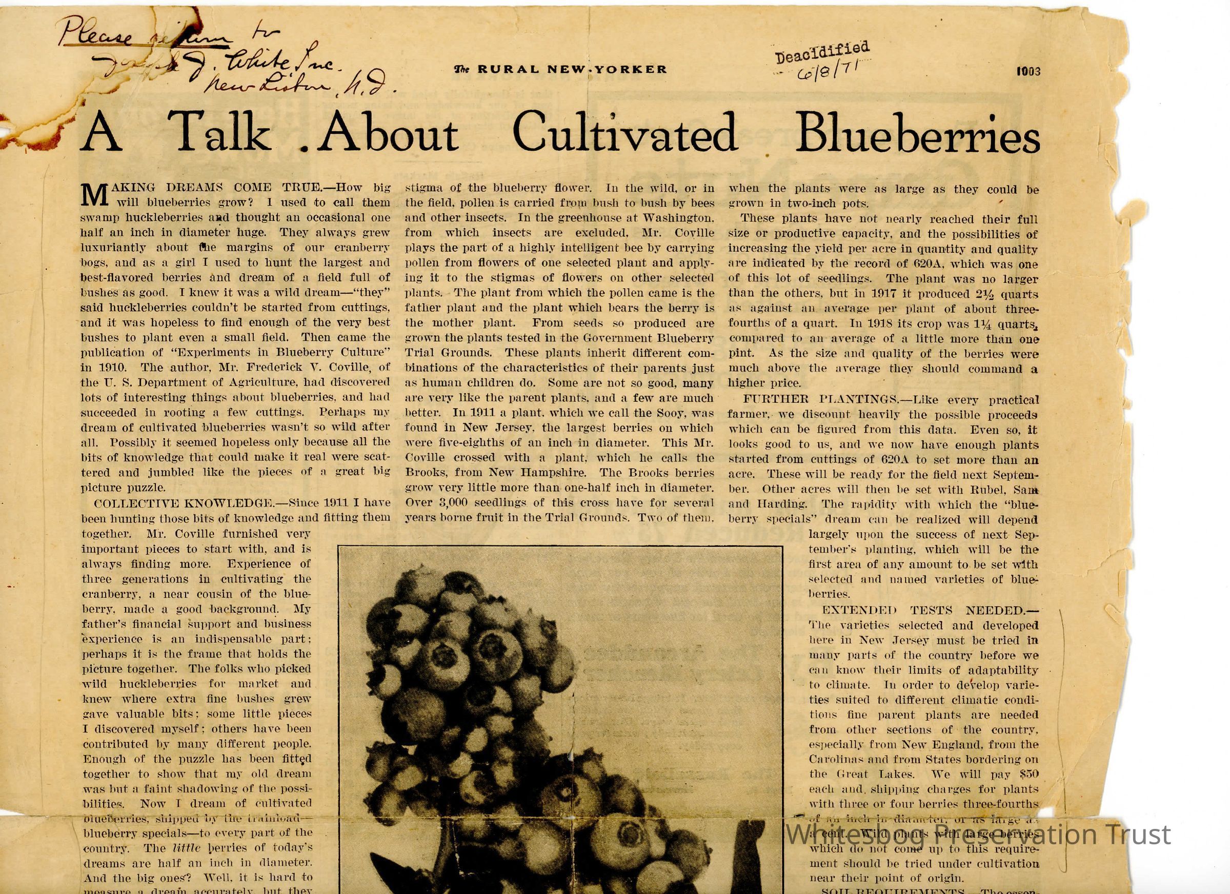          A Talk About Cultivated Blueberries picture number 1
   