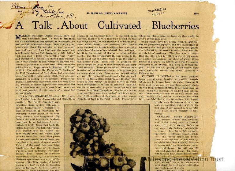          A Talk About Cultivated Blueberries picture number 1
   