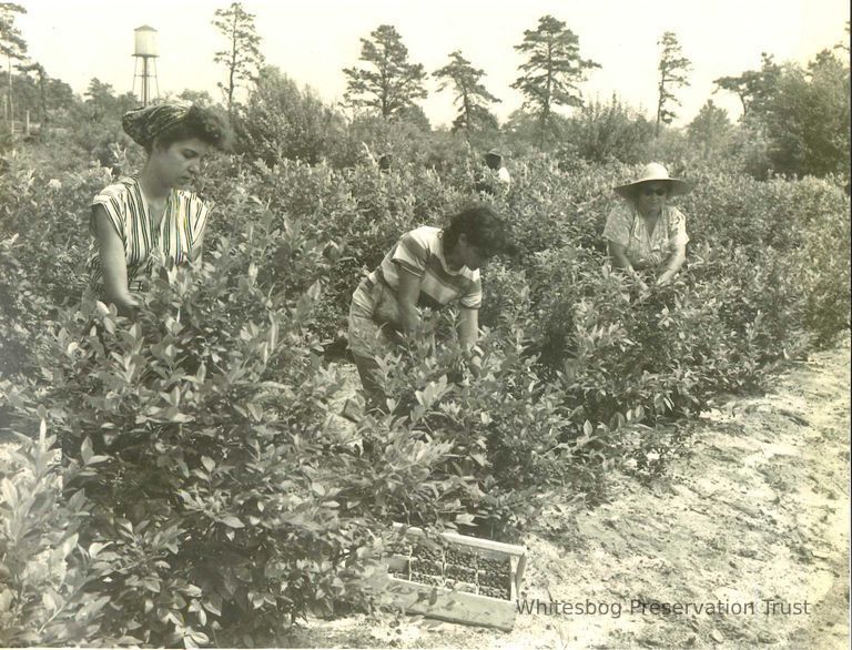          Blueberry Pickers in the 1950s
   