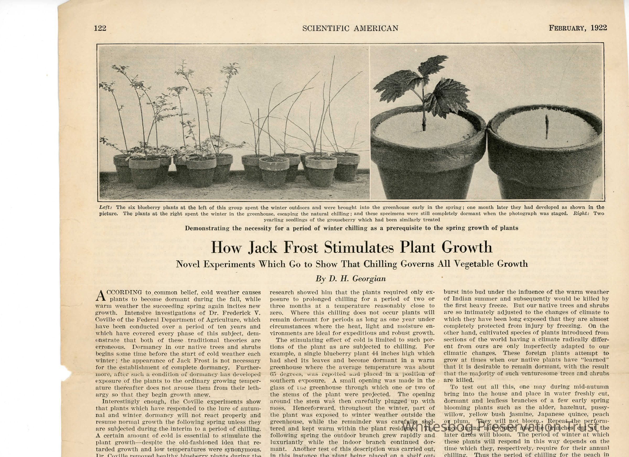          How Jack Frost Stimulates Growth picture number 1
   