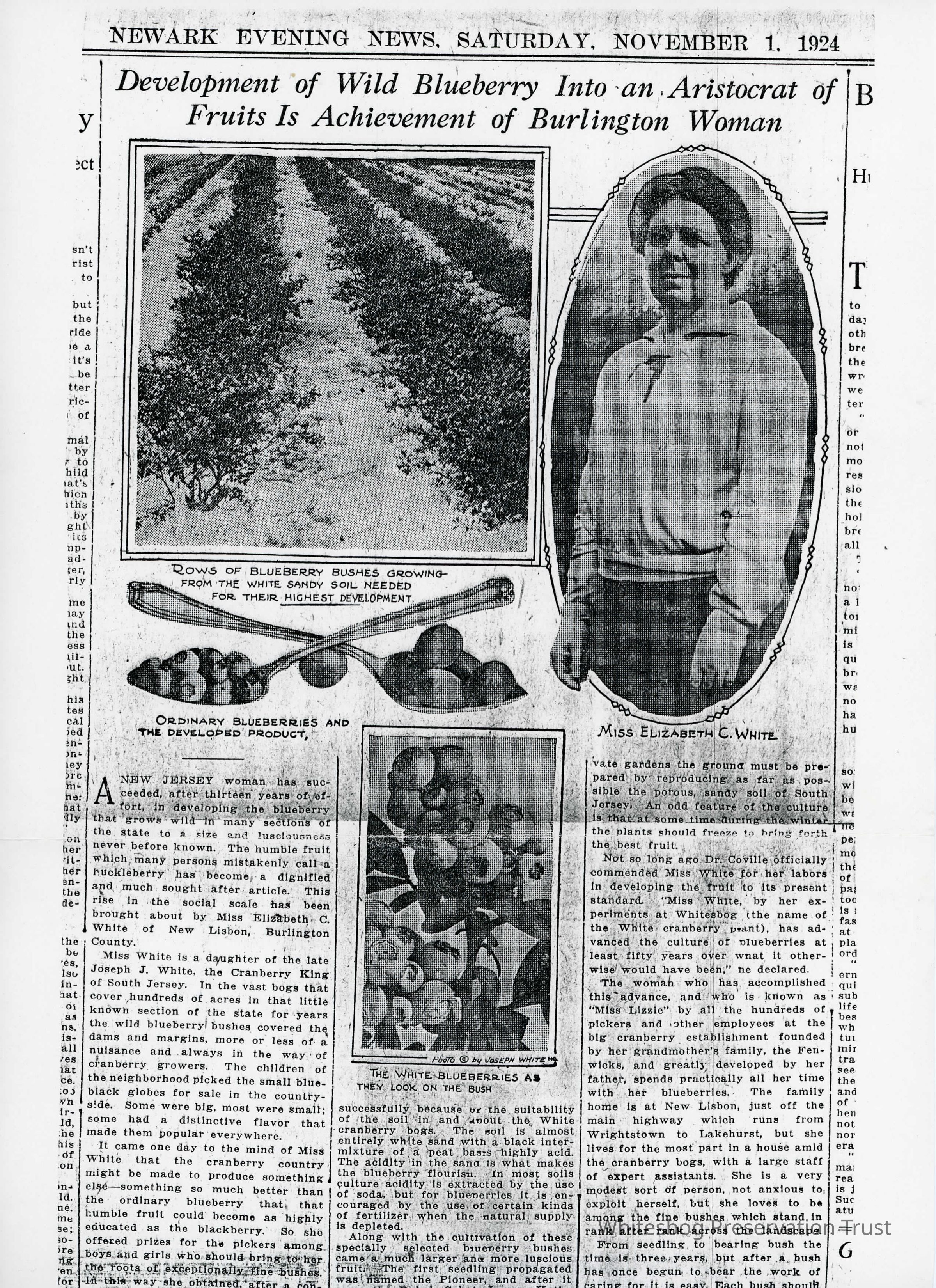          Development Of Blueberry picture number 1
   