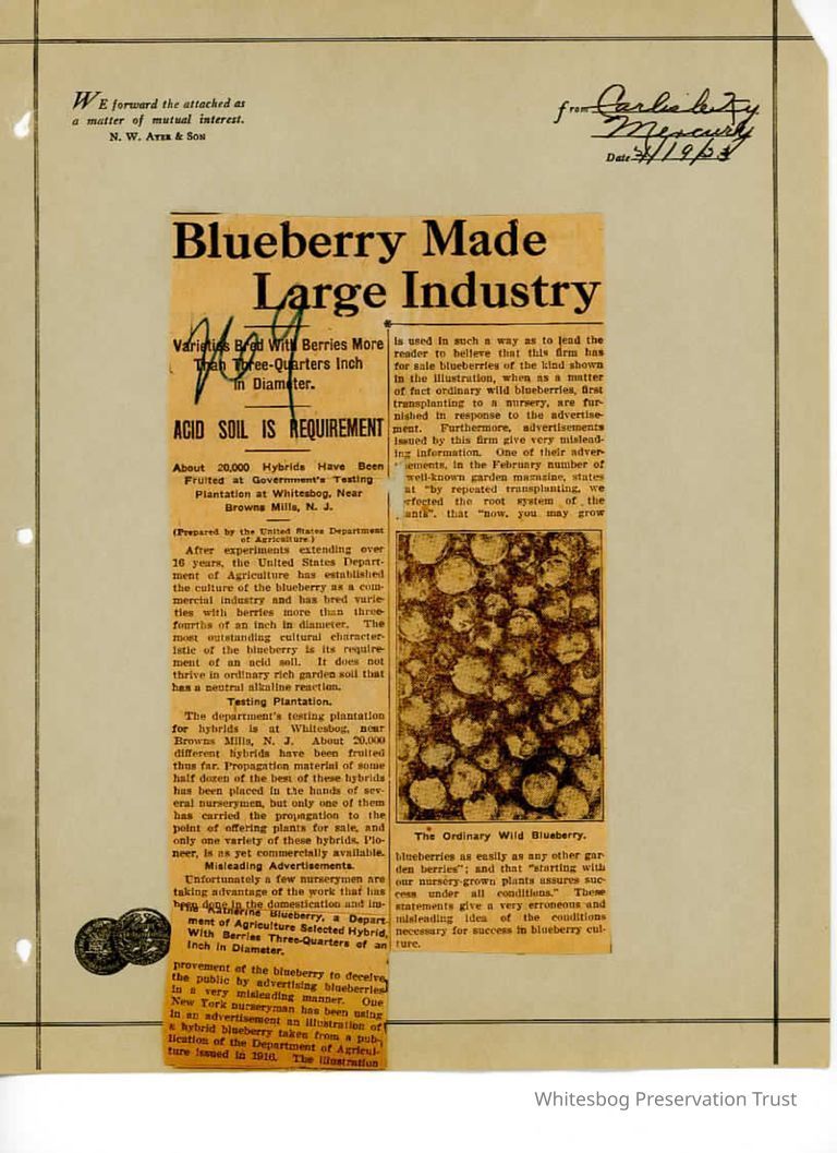          False Blueberry Advertising picture number 1
   
