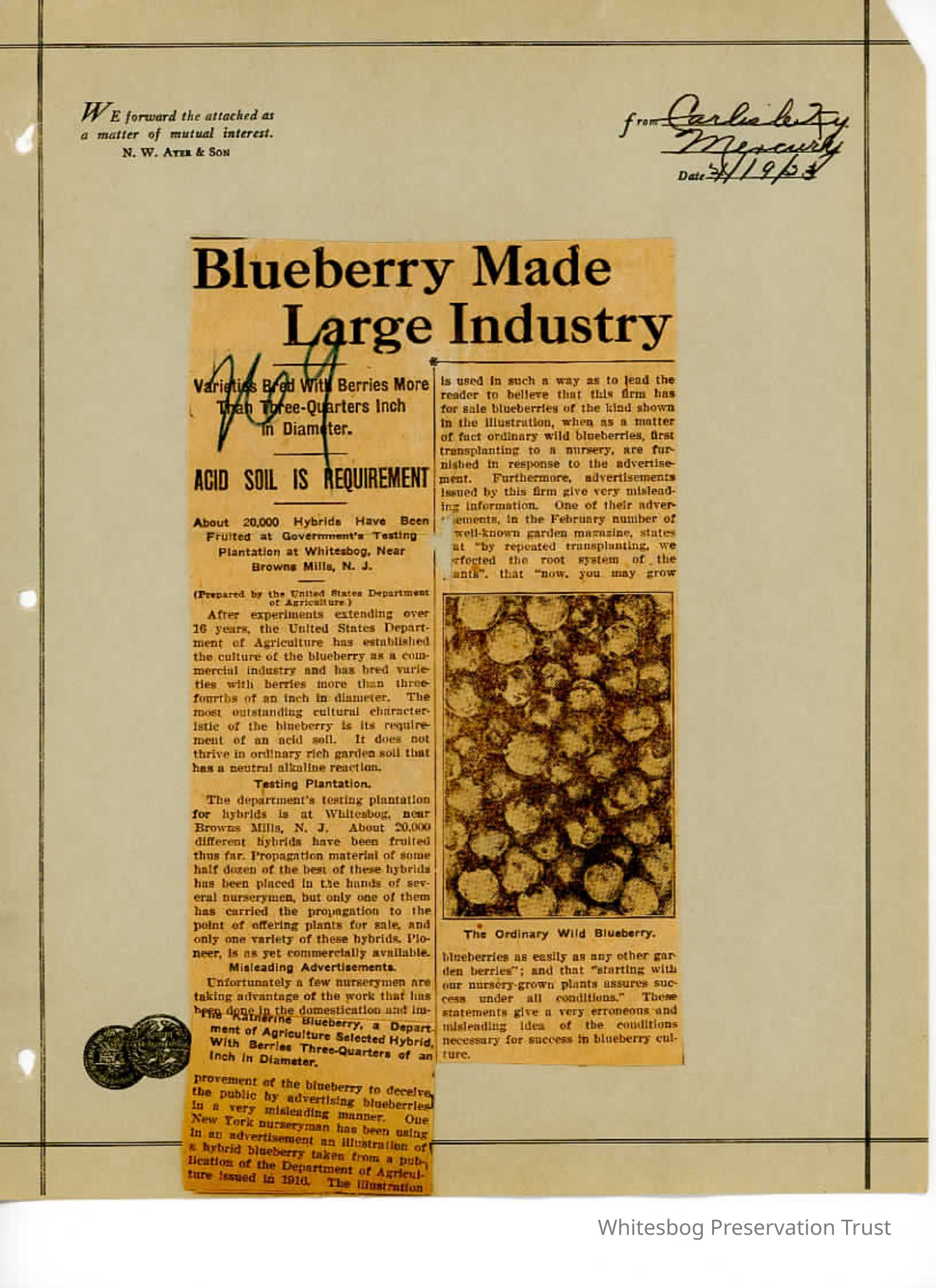          False Blueberry Advertising picture number 1
   