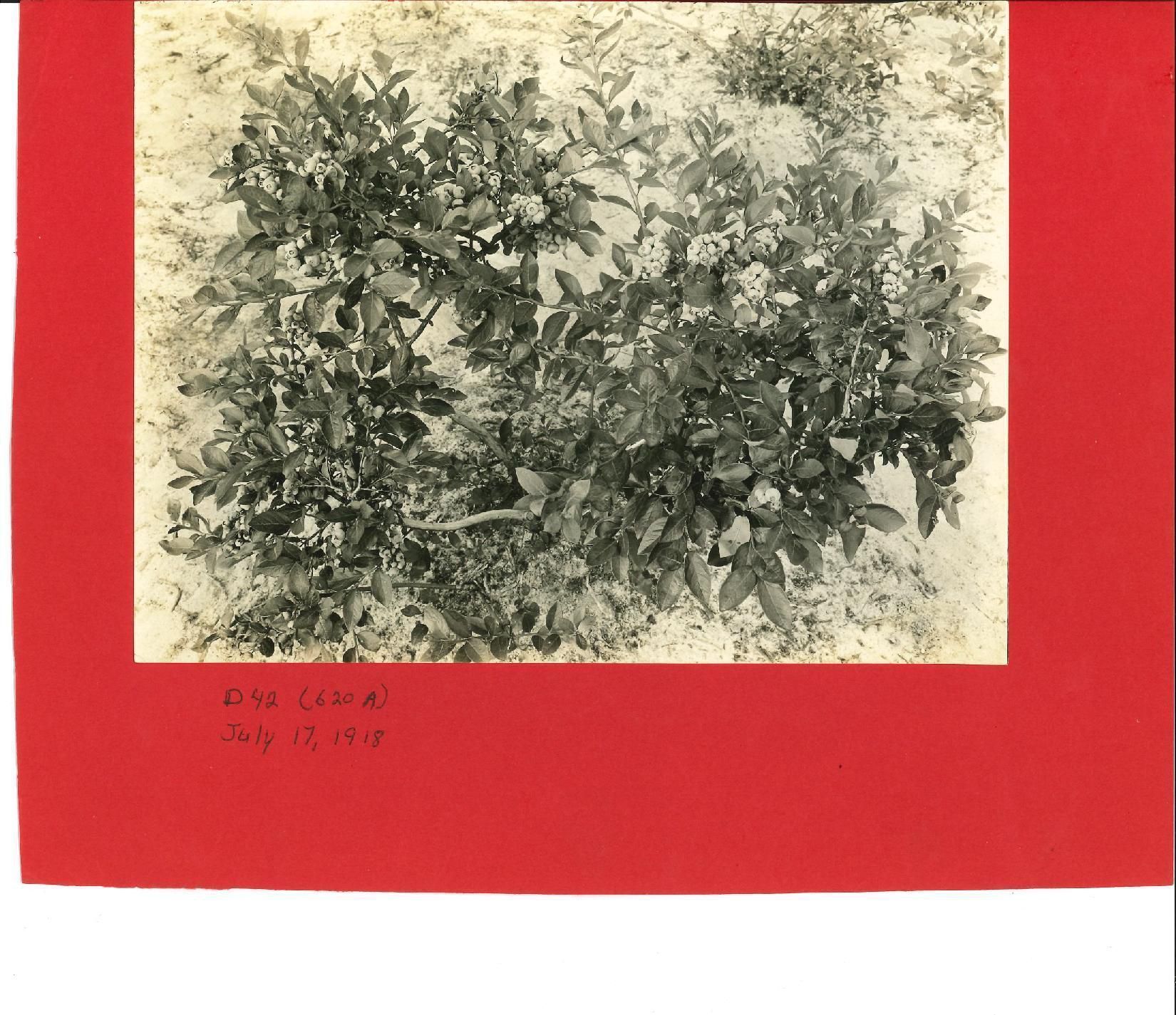          Blueberry Bush picture number 1
   