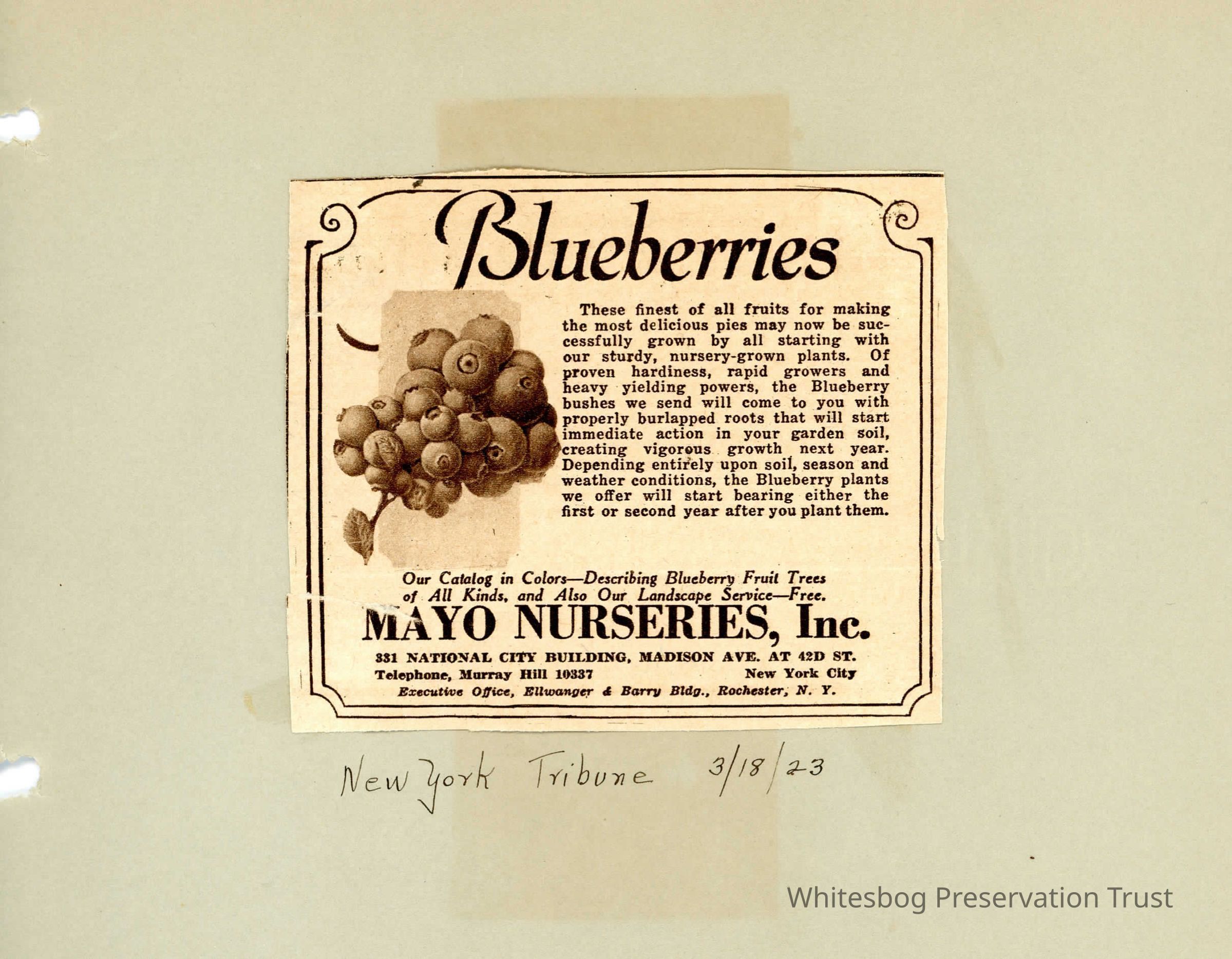 Advertisement for Blueberries picture number 1