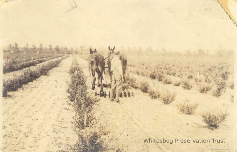          Plowing a Blueberry Field
   