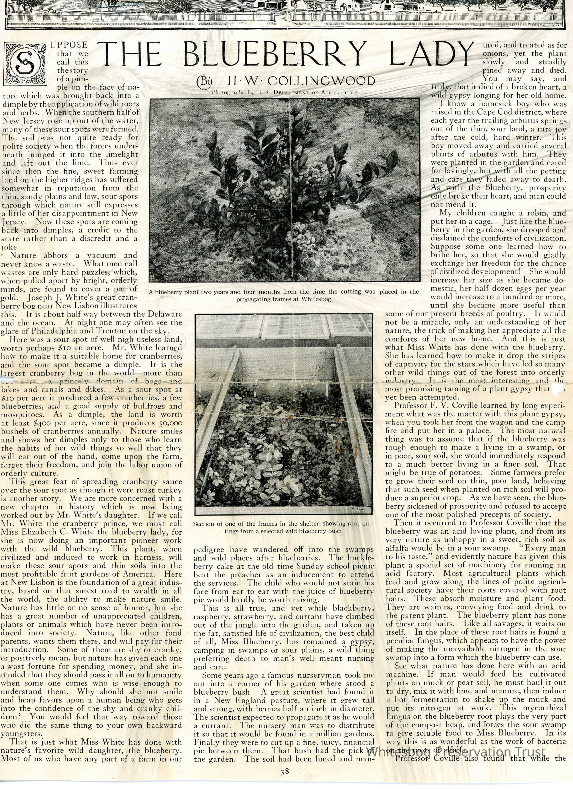          The Blueberry Lady picture number 1
   