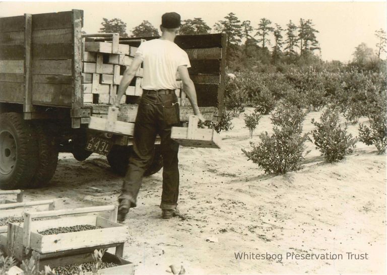          Sending Blueberries to Market
   