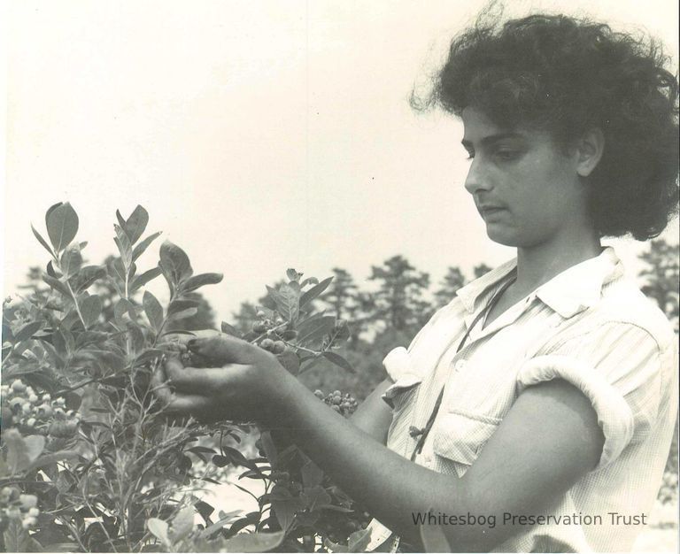          Woman Hand Picking Blueberries
   