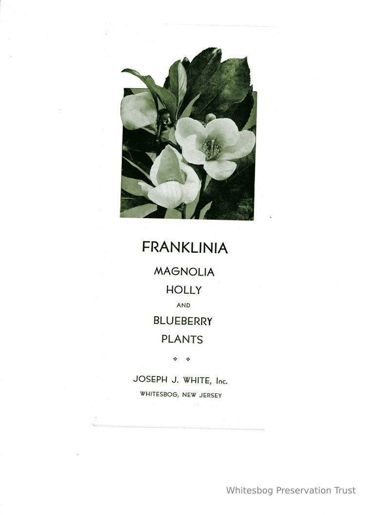          Franklinia, Holly and Blueberry Plants picture number 1
   