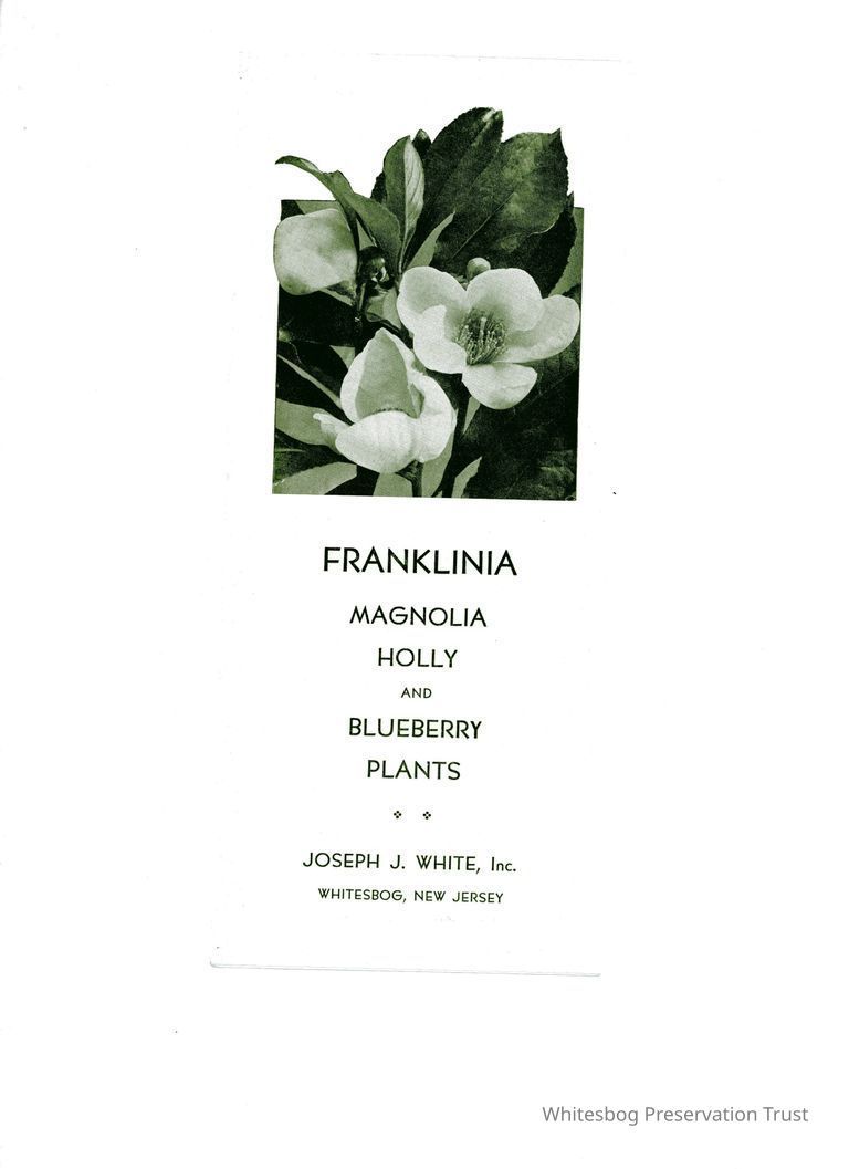          Franklinia, Holly and Blueberry Plants picture number 1
   