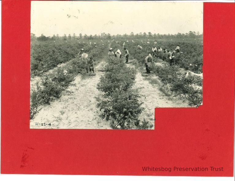          Harvesting Blueberries picture number 1
   