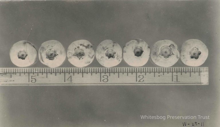          Large Luscuous Blueberries
   