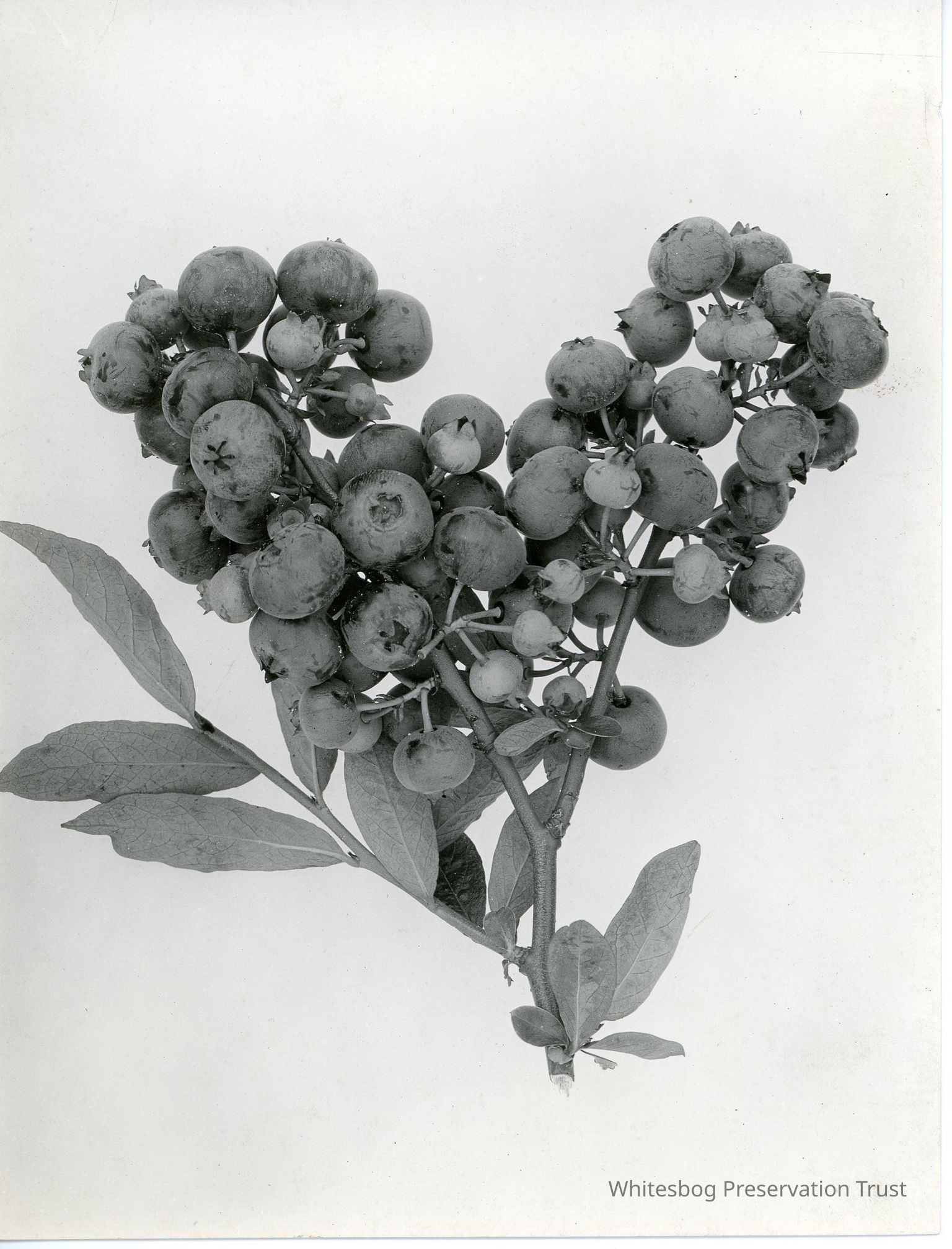 Iris Marie Coville Thompson Ortner Collection
