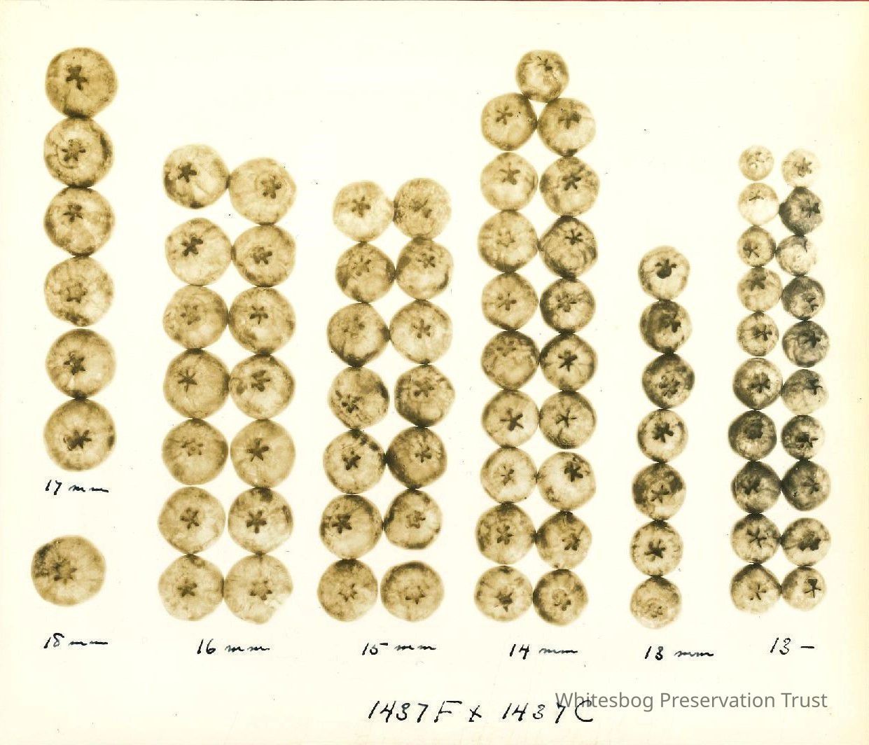          1437F X 1437C picture number 1
   