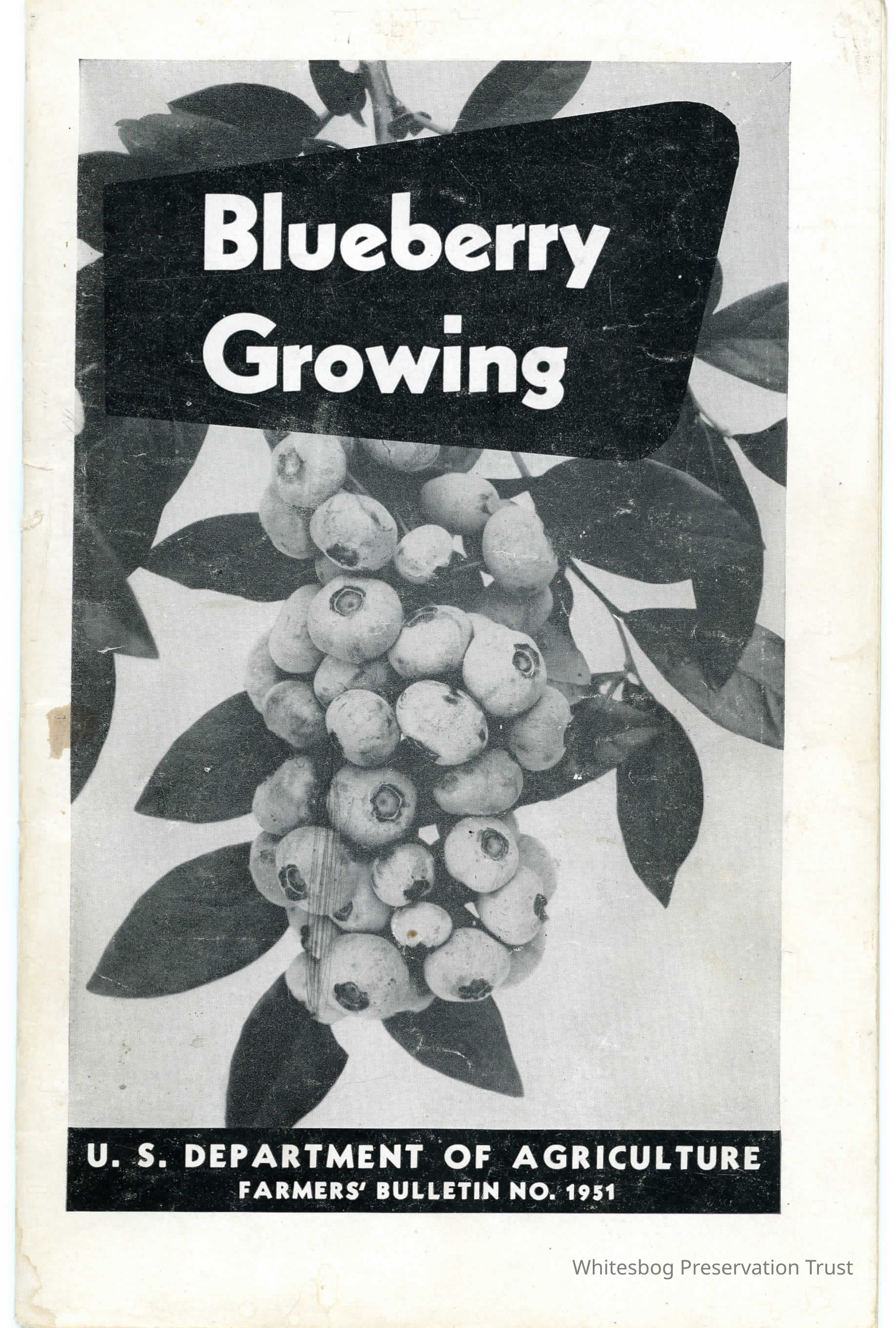 Blueberry Growing picture number 1