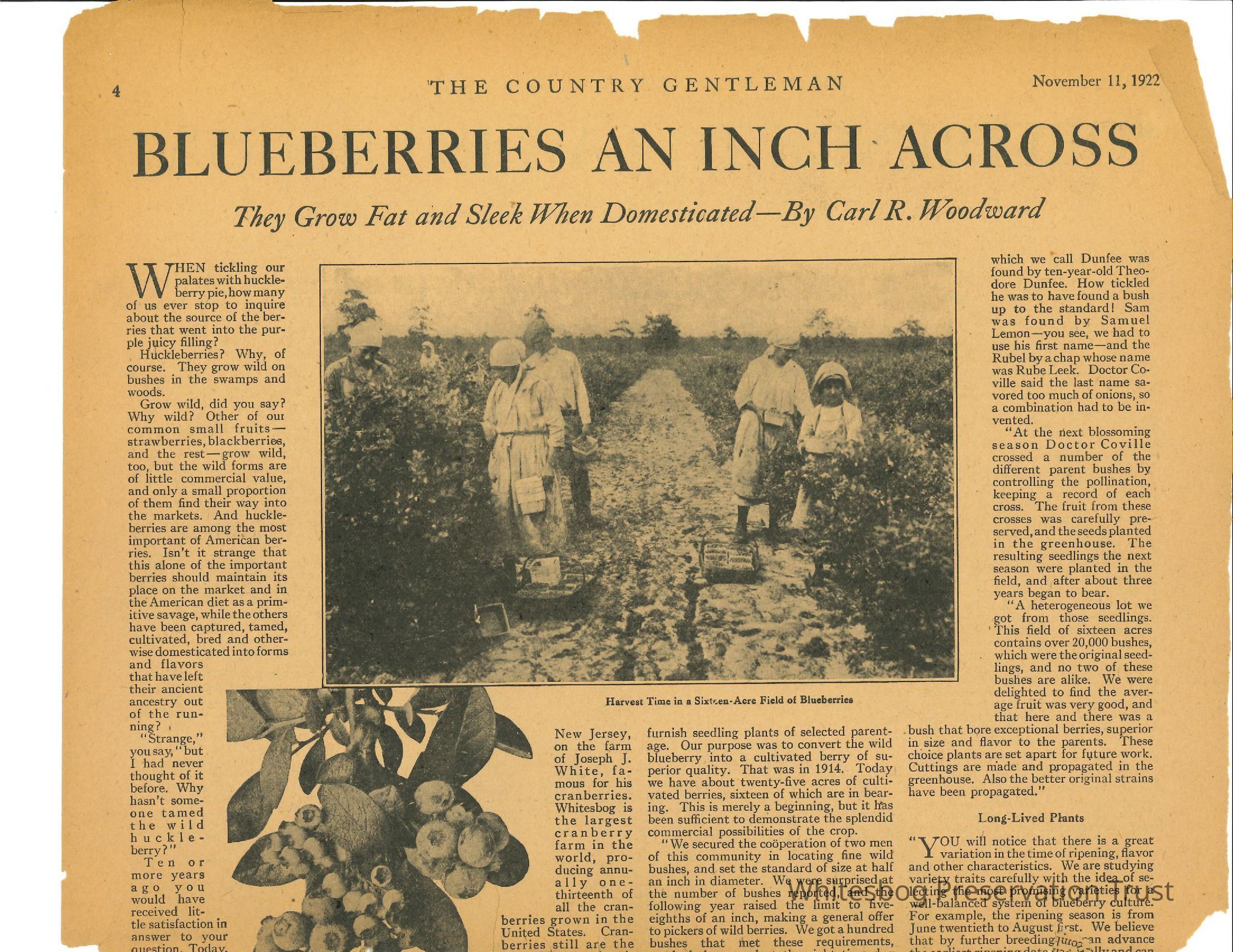 Blueberries An Inch Across picture number 1
