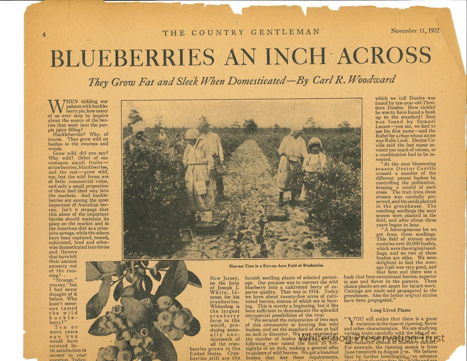 Cultivated Blueberry Development and Culture