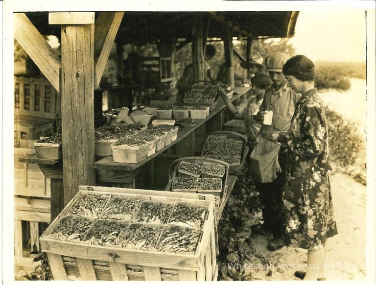          Blueberry Packing Shed-Cartons Being Tallied picture number 1
   