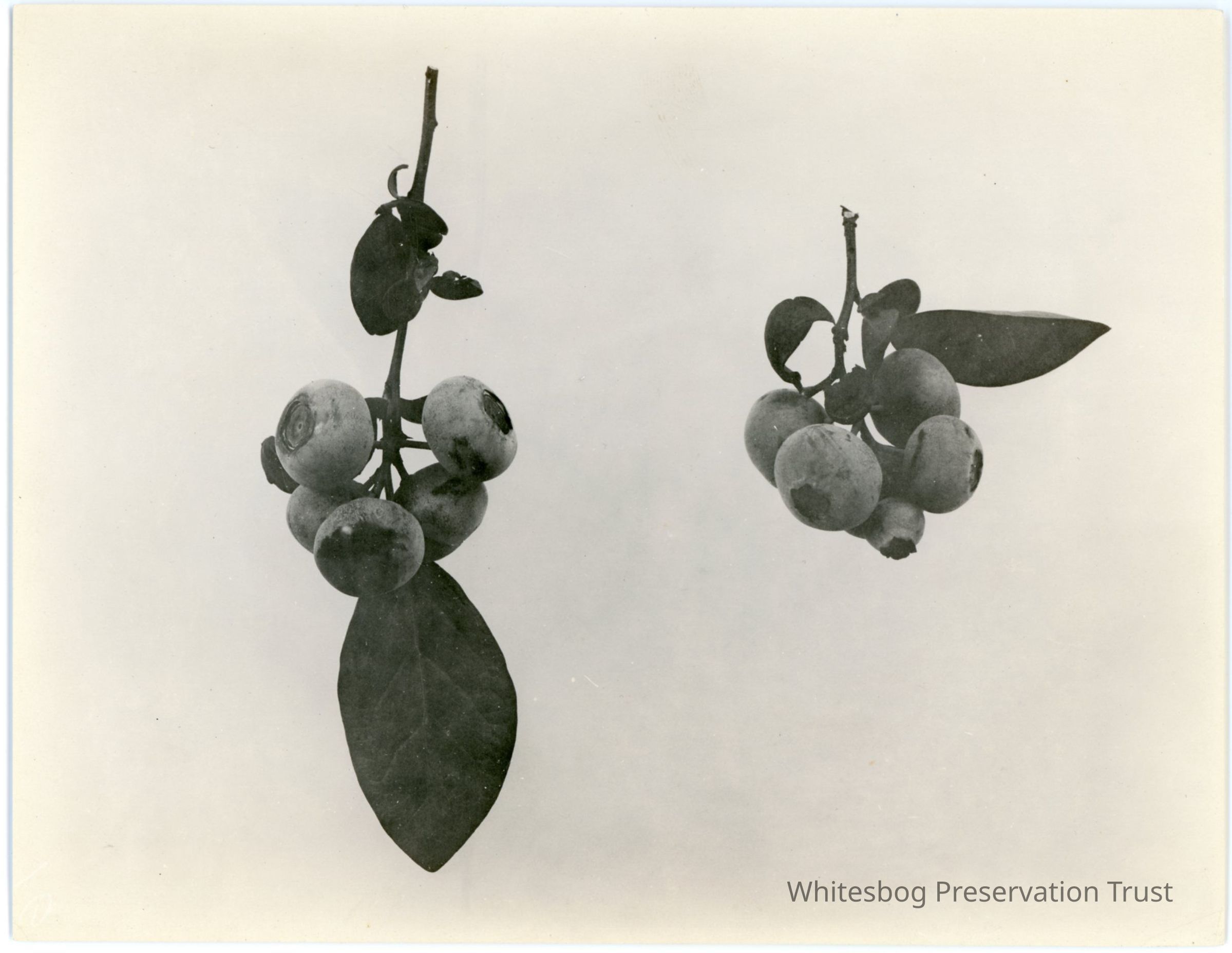          7/17/1918 picture number 1
   