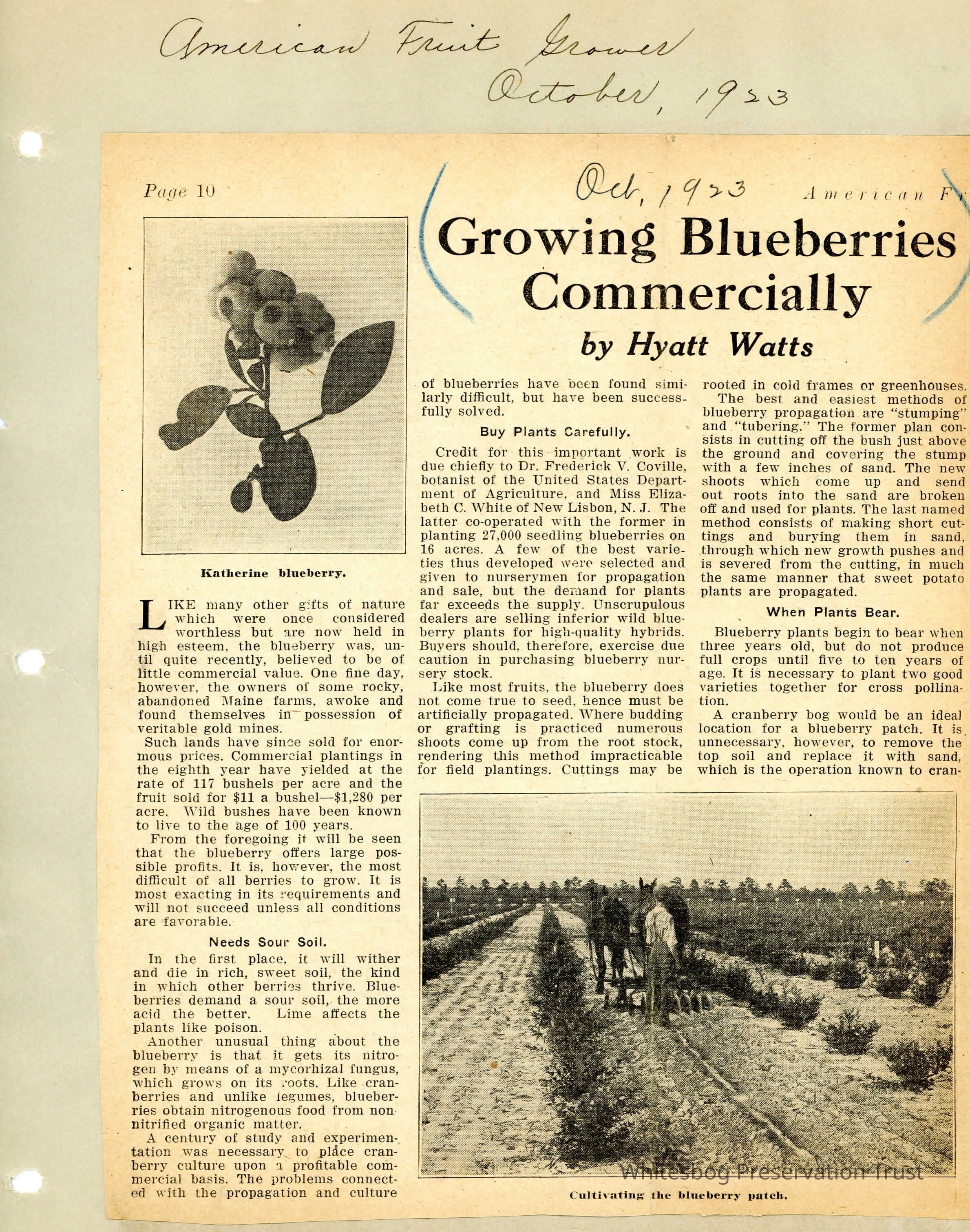 Growing Blueberries Commercially picture number 1