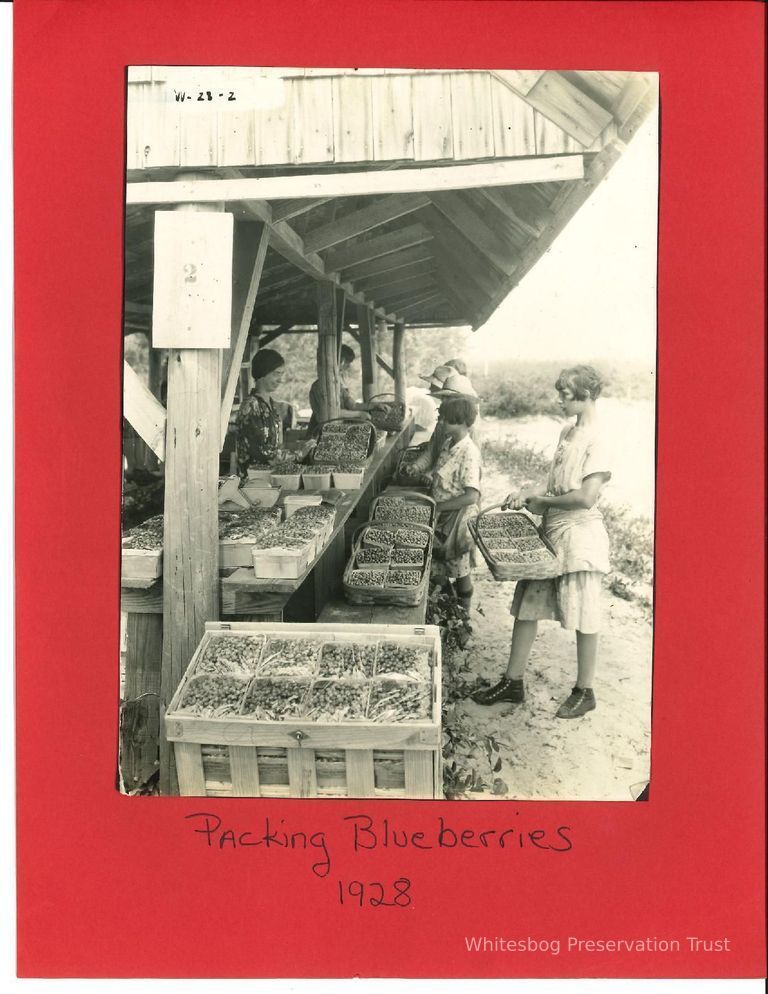          Packing Blueberries in 1928 picture number 1
   