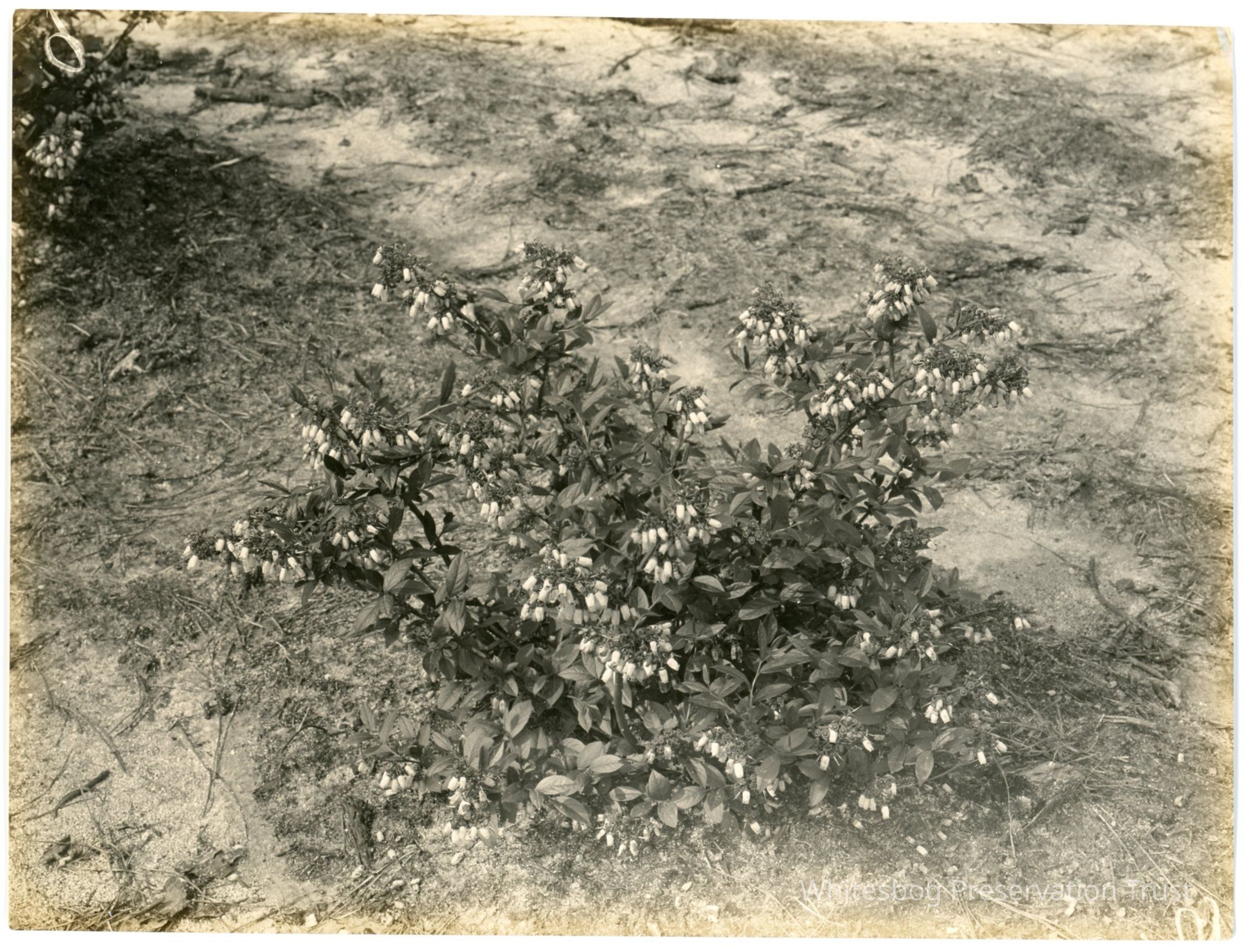          5/12/1915 