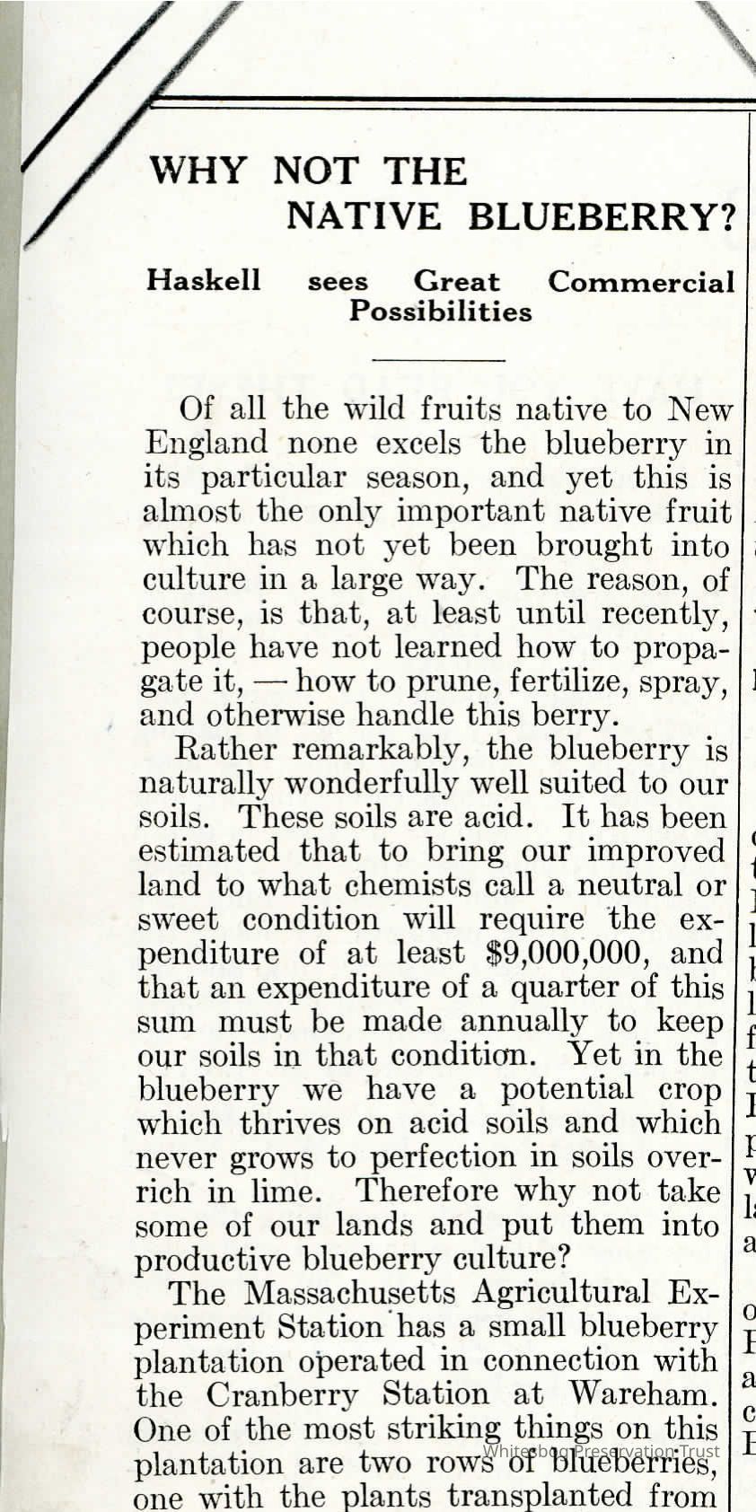 Commercial Blueberry Industry- Massachusetts picture number 1