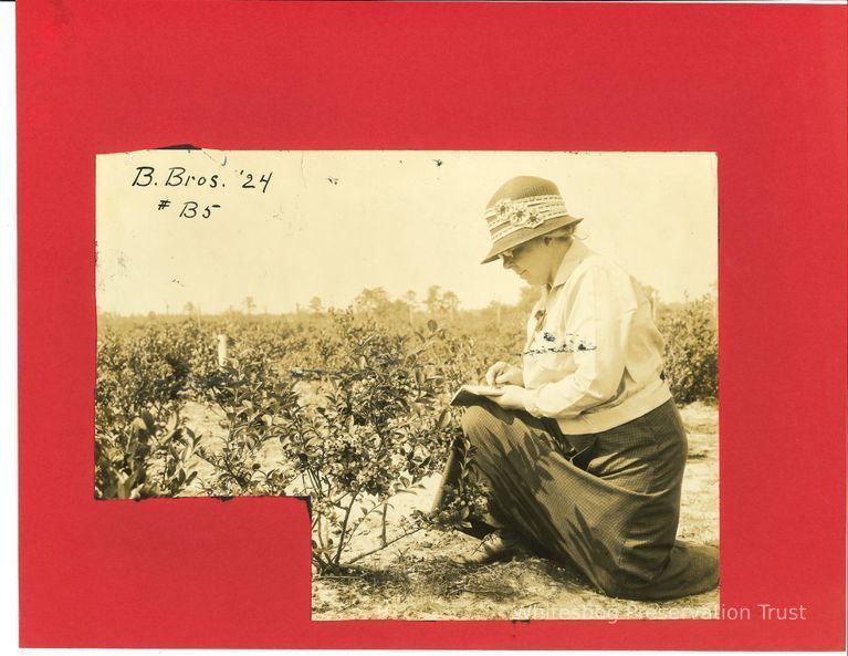          Elizabeth White Making Notes in Blueberry Field picture number 1
   