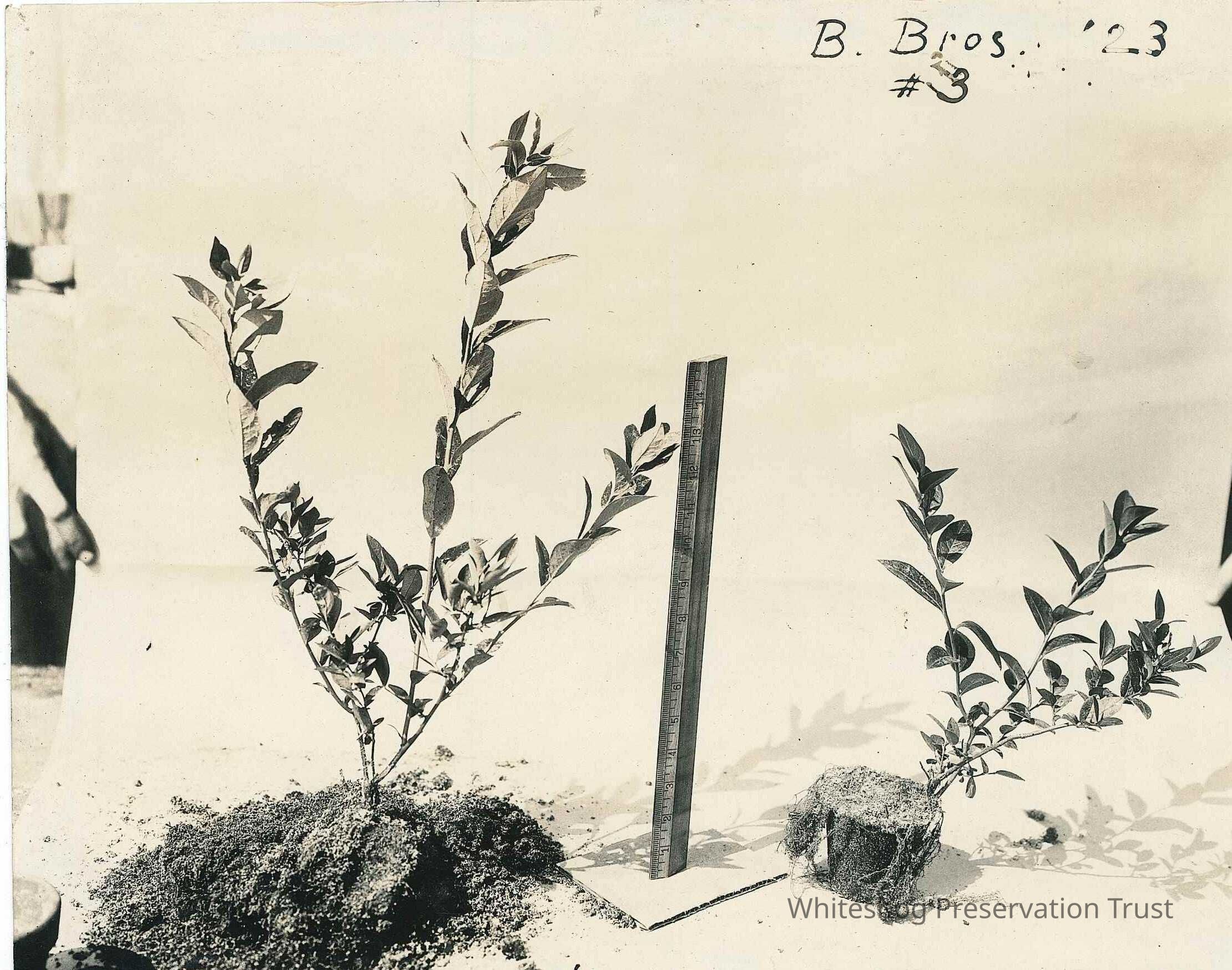 Measuring Growth of Blueberry Bush