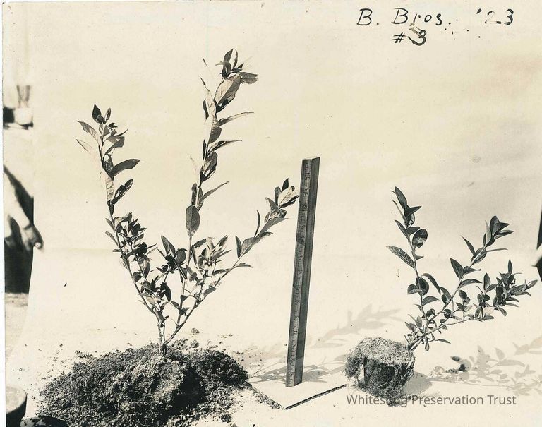          Measuring Growth of Blueberry Bush
   