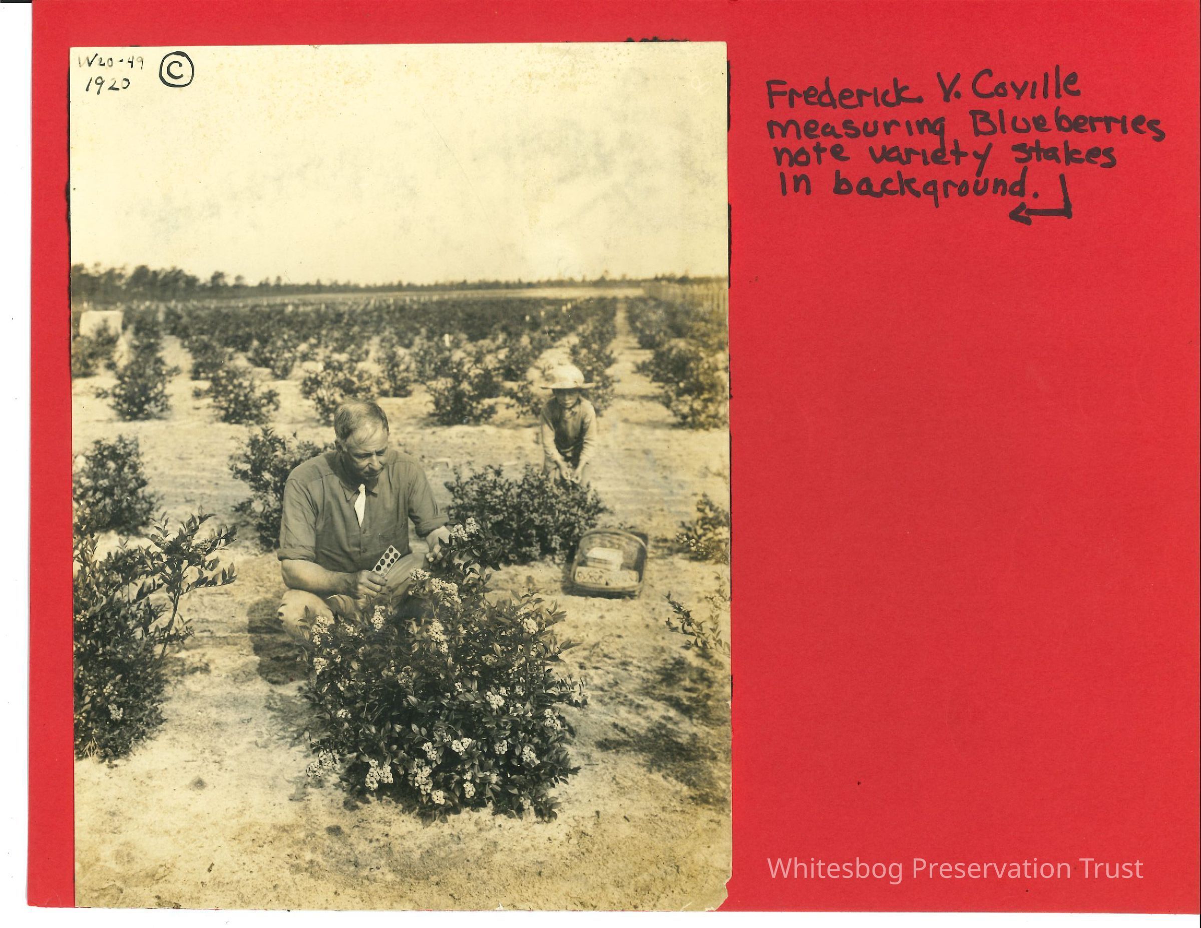 Frederick V. Coville Measuring Blueberries picture number 1