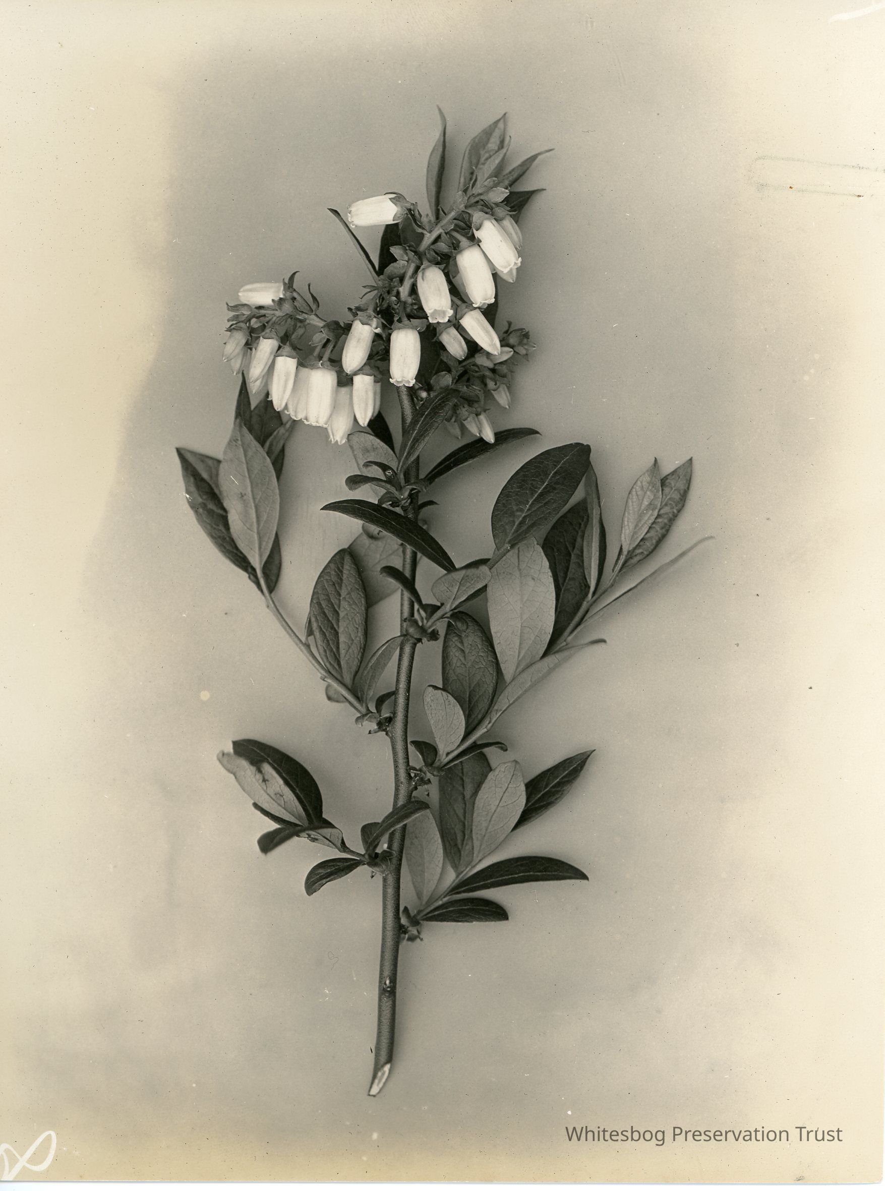          5/12/1915 