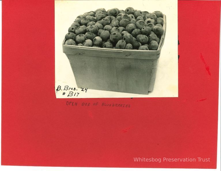          Open Box of Blueberries picture number 1
   
