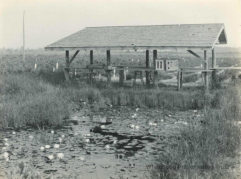          Packing Shed and pond
   