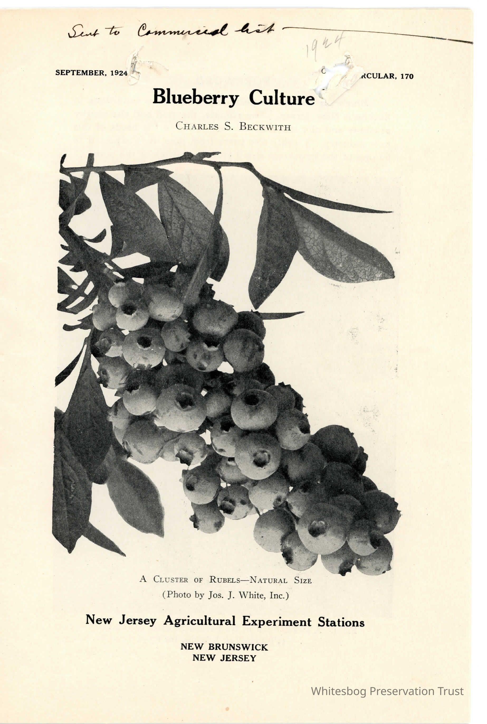 Blueberry Culture: C170 picture number 1
