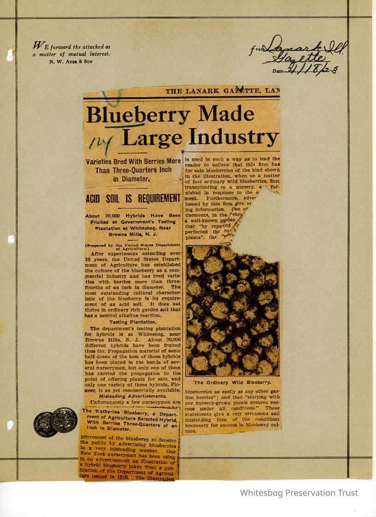          False Blueberry Advertising picture number 1
   