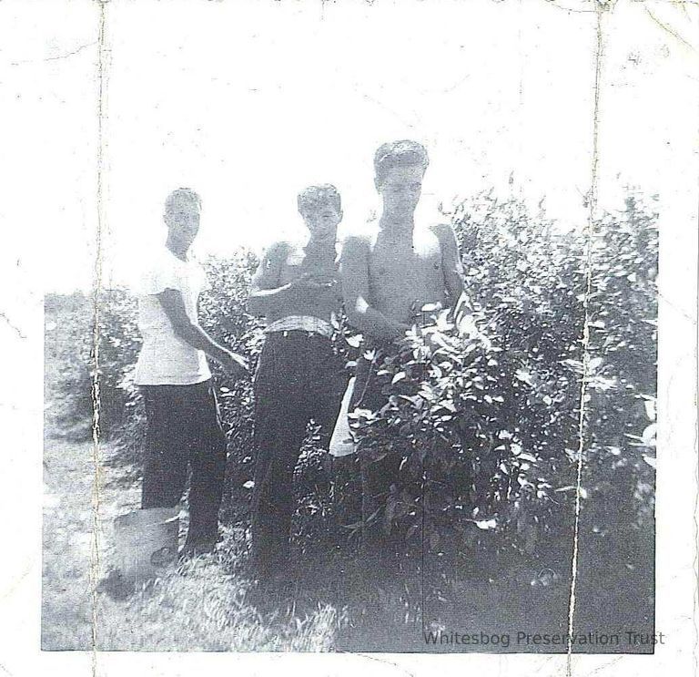          Picking Blueberries in the 1950s
   