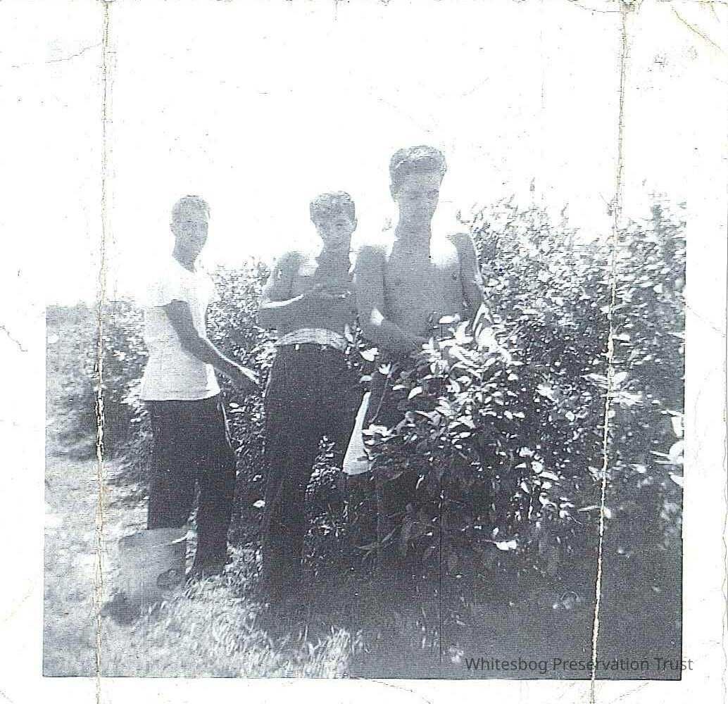          Picking Blueberries in the 1950s
   